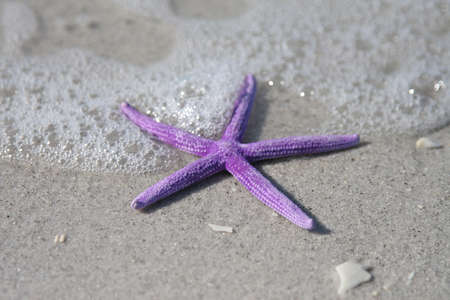 Purple starfish from the ocean on sandy beachの写真素材