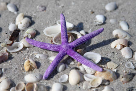 Purple starfish from the ocean on sandy beach and shellsの写真素材