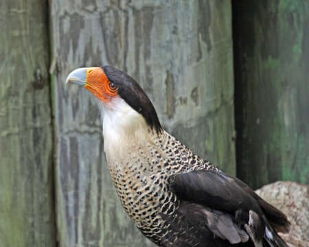 Beautiful colored crested caracara hawk almost gentle lookingの写真素材