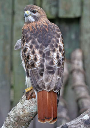 Beautiful Red tail hawk profile fierce hunter of prayの写真素材