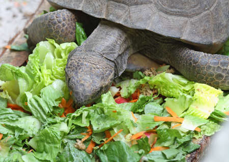 Golpher turtle eating the whole thing dinner saladの写真素材