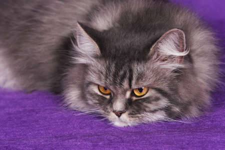 Beautiful Persian gray cat posing and relaxiing for photo
