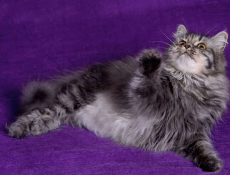 Beautiful pershian cat play with purple backgroundの写真素材