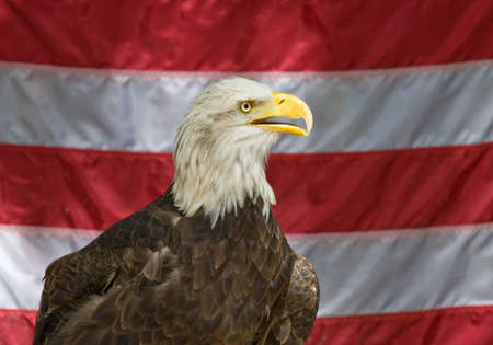 American eagle with the united states flag の写真素材