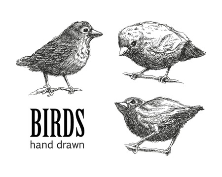 collection of birds. のイラスト素材