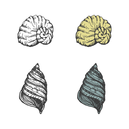 Set of hand-drawn seashells. vector eps 8のイラスト素材