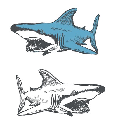 shark cartoon. hand drawn. vector eps 8のイラスト素材