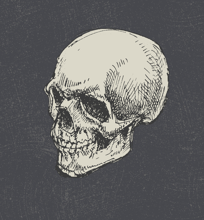 Skull  Hand drawn  のイラスト素材