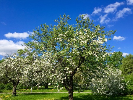 A blooming branch of apple tree in springの写真素材