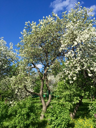 A blooming branch of apple tree in springの写真素材