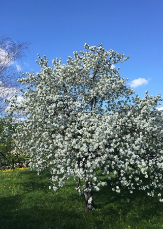A blooming branch of apple tree in springの写真素材
