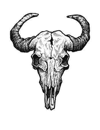 Buffalo skull vector sketch. Vintage vector illustration.の写真素材