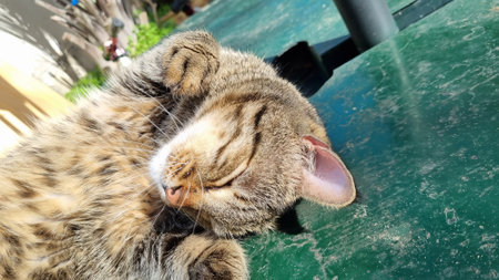 Sleeping Cute Cat. High quality photoの写真素材