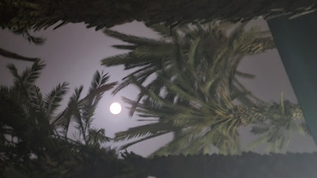 Beautiful fantasy of palm tree at tropical beach and full moon in night skies background. Retro style artwork with vintage color tone . High quality photoの写真素材