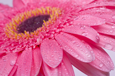 Pink gerbera daisy flower closeupの写真素材