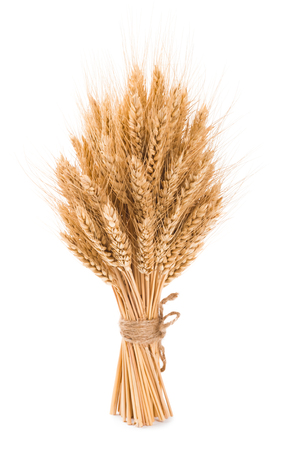 Bushy sheaf of wheat isolated on white backgroundの写真素材