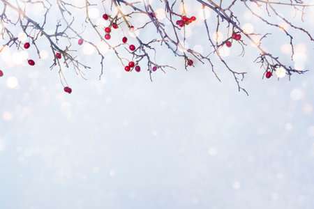 Winter frosty background with glitter lights and red berry branchesの写真素材