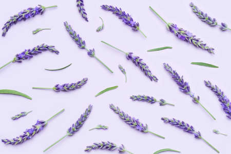 Collection of lavender flowers with stems isolated on purple backgroundの写真素材