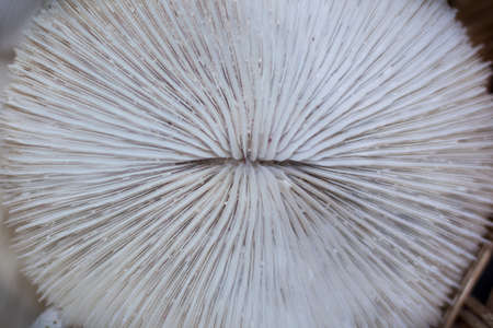 Seashell close up