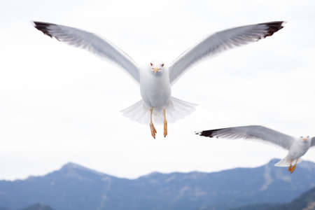 Seagulls flying above the sea