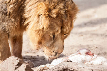 Male beautiful big lion with preyの写真素材