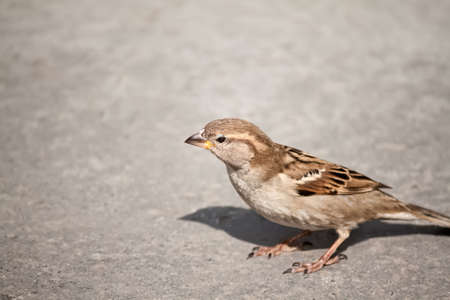 Little sparrow on grey backgroundの写真素材