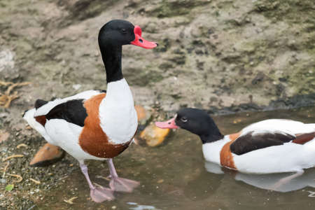 Two beautiful ducks swimming in lakeの写真素材