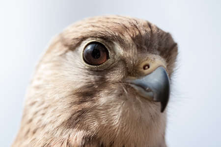 Adorable brown falcon close upの写真素材