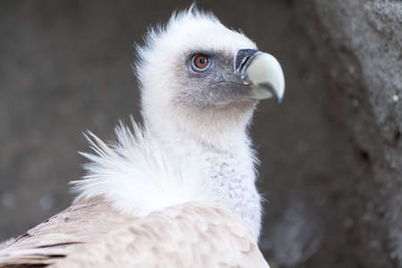 White young baby vulture lying on rockの写真素材