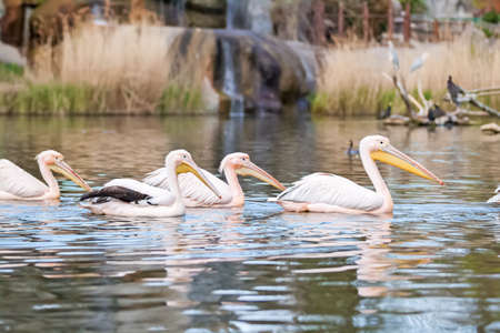 Pelicans swimming and enjoy together in lakeの写真素材