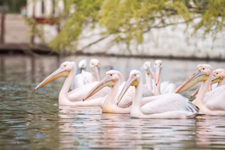 Group of pink pelicans swimming togetherの写真素材