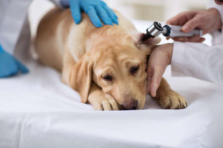 Veterinarian examining ear of labrador at vet clinicの写真素材