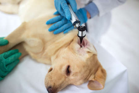 Veterinarian examining ear of labrador close up