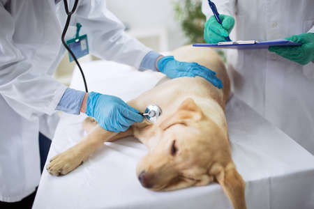 Vet dog healthcare, vet teamworkの写真素材