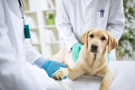 Veterinary Surgeon Treating Dog In Surgery, healthcareの写真素材
