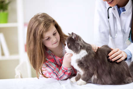 Vet helping little kid with cat at clinicの写真素材