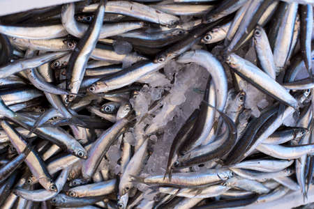 Fresh sea fish hooked smelt, close upの写真素材