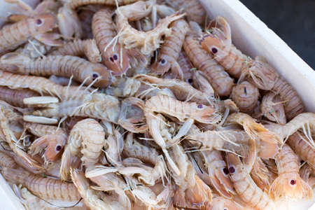 Fresh sea fish hooked. Shrimp, close upの写真素材