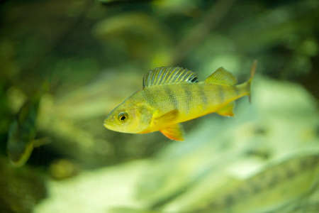 Little colorful fish swimming in an aquariumの写真素材