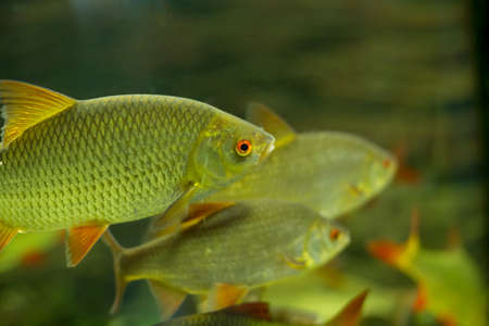Little colorful fish swimming in an aquariumの写真素材