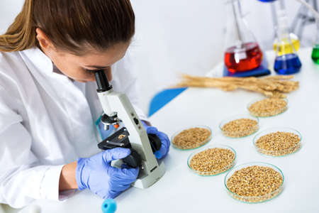 Young female scientist expert inspecting quality wheat