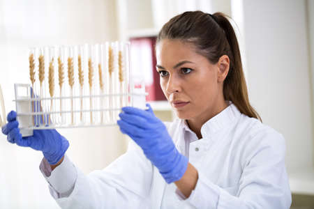 Scientist checking sample of wheat at tubes, doing contol about change at research