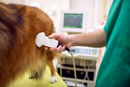 Veterinarian working on ultrasound machine, exam dog at pet clinic close upの写真素材