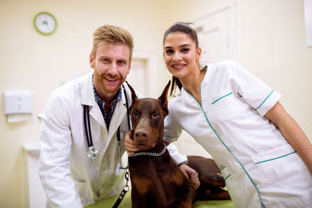 Two smiling veterinarian with dog at pet clinicの写真素材