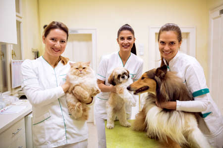 Team of smiling veterinarian with animals at success pet ambulanceの写真素材