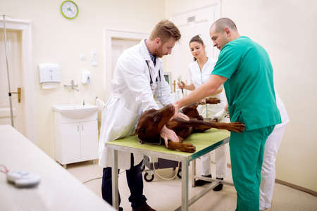 Team of professional veterinarian doing ultrasound exam to dog at pet ambulance