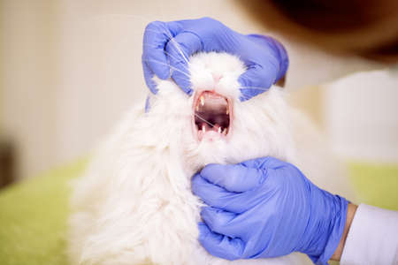Veterinarian check up cats teeth, examining animal at pet ambulanceの写真素材