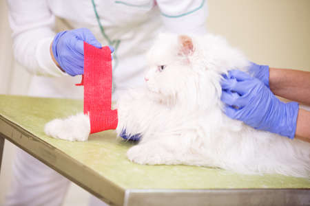 Veterinarian puttuing bandage to hurt cats leg at pet clinicの写真素材