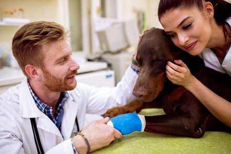 Veterinarian cuddle and comfort there patient, dog with sick leg at pet ambulance close upの写真素材