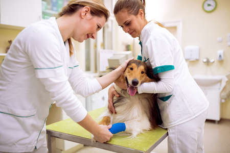 Injured dog with broken leg at pet ambulance, veterinarian take care of dog